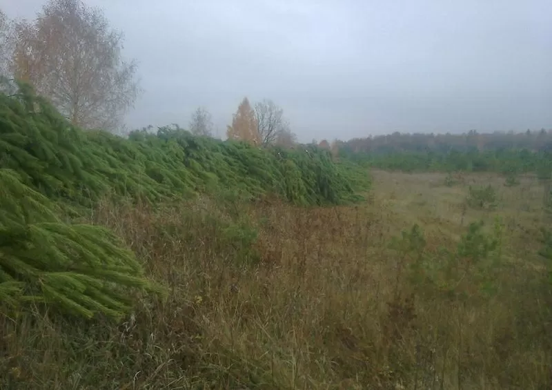 Новогодние сосны оптом